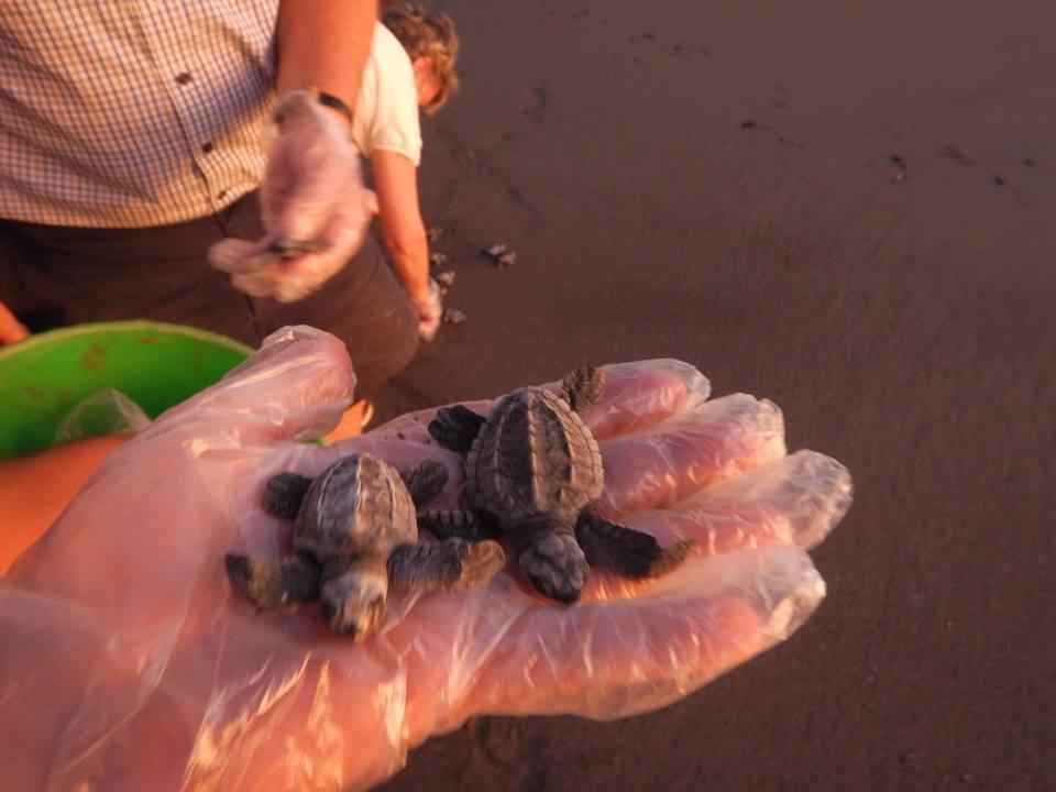 Апартаменты Plumita Pacifica Playa Junquillal Экстерьер фото