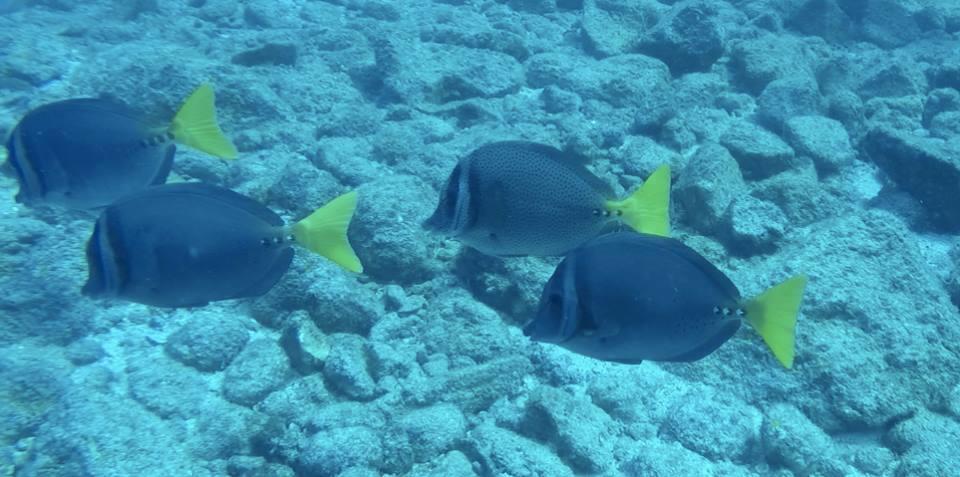 Апартаменты Plumita Pacifica Playa Junquillal Экстерьер фото